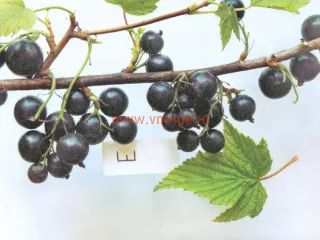 Сорт смородины черной Партизанка Брянская