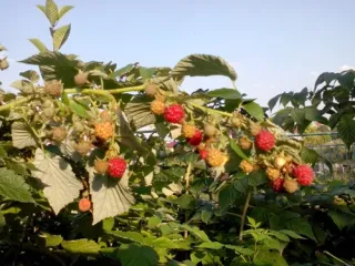 Сорт малины Геракл (Геркулес)