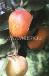 Сорт яблони Пармен Зимний Золотой 0