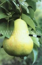 Сорт груши Тютчевская 0