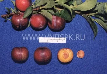 Сорт сливы китайской Амурская Ранняя 0