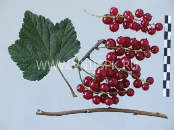 Сорт смородины красной Ася 0