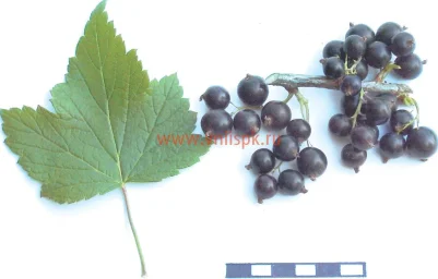 Сорт смородины черной Измайловская 0