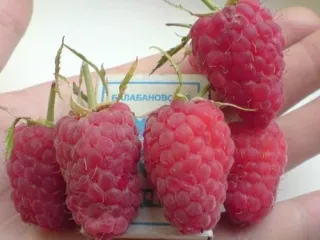 Сорт малины Гигант московский