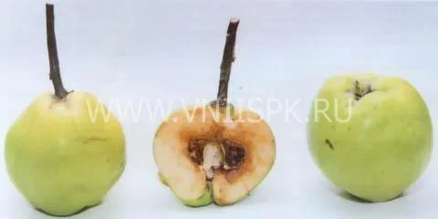 Сорт айвы Зубутлинская 0