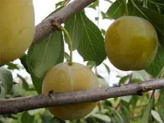Сорт сливы Светлячок