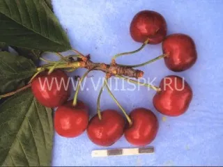 Сорт черешни Деметра