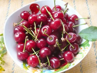 Сорт вишни Шоколадница 3