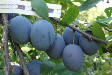 Сорт сливы домашней Синеокая 0