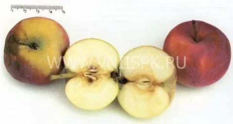 Сорт яблони Казачка Кубанская 0