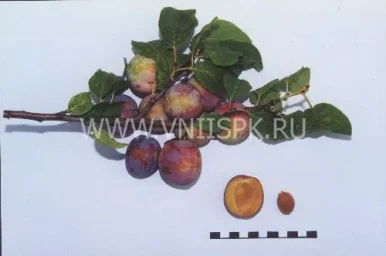 Сорт сливы домашней Россошанская Крупноплодная 0