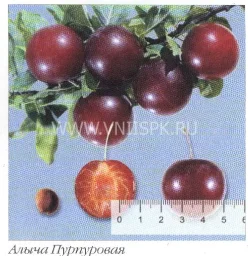 Сорт алычи Пурпуровая 0