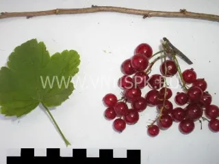 Сорт смородины красной Розита
