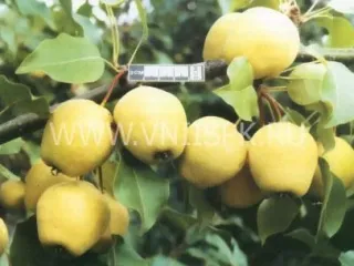 Сорт груши Куюмская