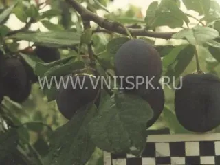 Сорт сливы домашней Жигули