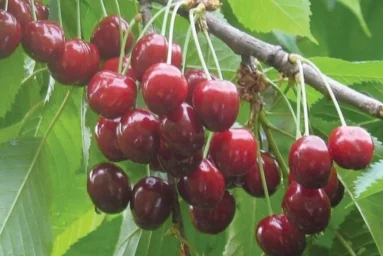 Сорт черешни Аделина 0