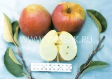 Сорт яблони Киддс Оранж Ред 0