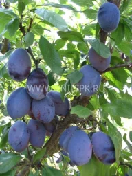 Сорт сливы домашней Стенлей (Стенли) 0