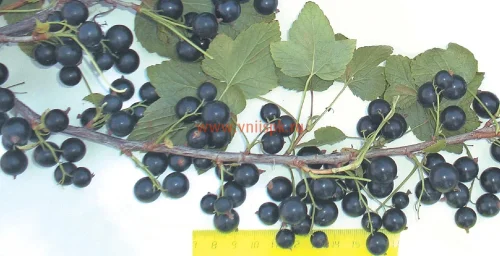 Сорт смородины черной Караидель 0