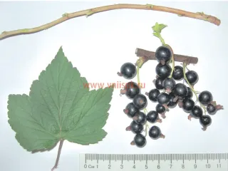 Сорт смородины черной Элевеста