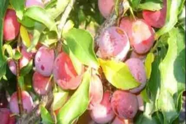 Сорт сливы китайской Шершневская 0