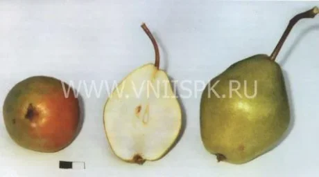 Сорт груши Добрянка (Сентябрина) 0