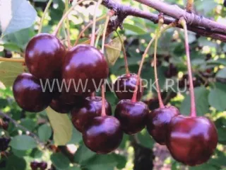 Сорт вишни Лада