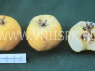 Сорт айвы Скороспелка