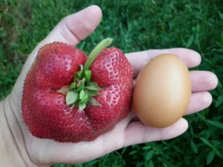 Сорт клубники Цунаки
