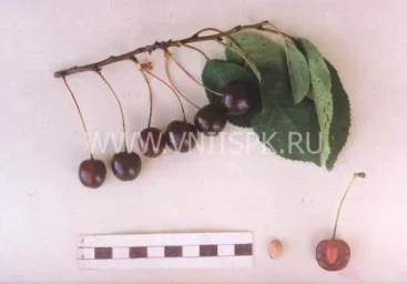Сорт вишни Тверитиновская 0