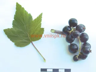 Сорт смородины черной Душистая