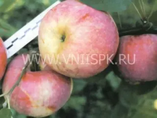 Сорт яблони Вадимовка