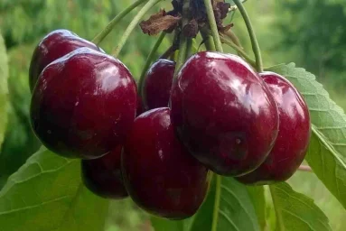 Сорт черешни Услада (Черешня) 0