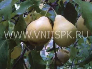 Сорт груши Лада Амурская (Лада, Дедова)