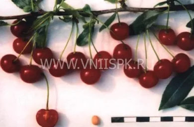 Сорт вишни Изобильная 0