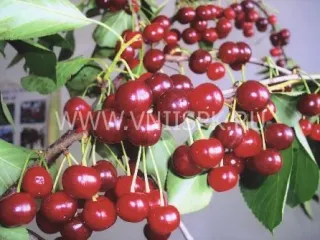 Сорт черешни Волшебница (Черешня)