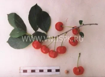 Сорт вишни Заря Татарии 0