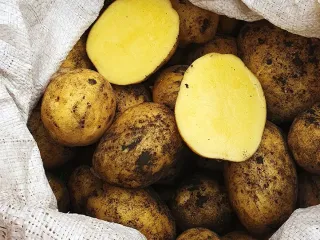 Сорт картофеля Бернина