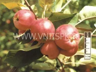Сорт яблони Алпек