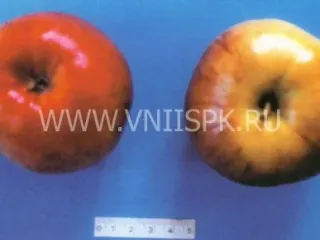 Сорт яблони Черкасское Урожайное