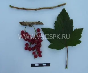 Сорт смородины красной Натали (Смородина Черная) 0