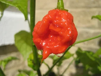 Сорт перца Каролина Рипер (Каролинский жнец) 0