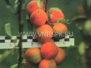 Сорт сливы китайской Чемальская Крупная