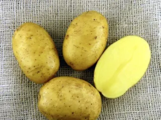 Сорт картофеля Никсе