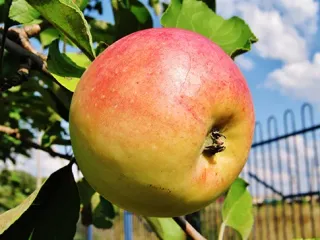 Сорт яблони Северный синап