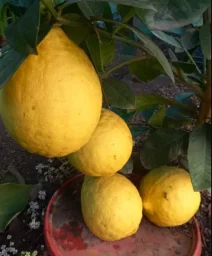 Сорт лимона Новозеландский 0
