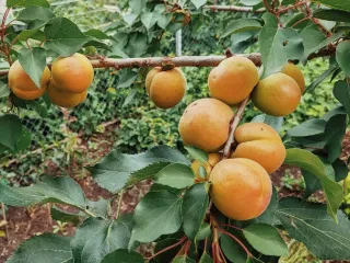 Сорт абрикоса Сибиряк Байкалова