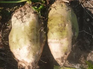 Сорт свеклы Лада (кормовая)