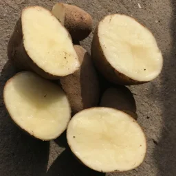 Сорт картофеля Янка 1
