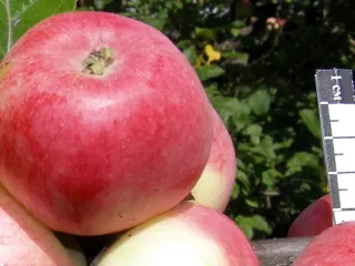 Сорт яблони Сурхурай